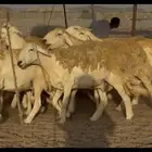 سلام عليكم ورحمة الله وبركاته