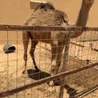 للبيع قعود قصب
