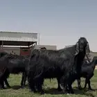 مصريات جم فواخر لون ملكي متابيع