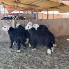 خرفان نجد