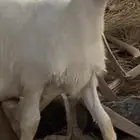 مشروع فحل نادر