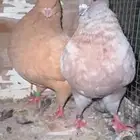 كنق ملكي مستوى توب