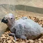 فروخ كاسكو سوبر سوبر جامبو ماشاء الله تبارك الله