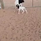 بربريه معها طلي