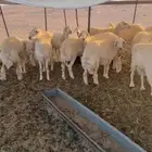 العدد26