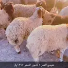 نعيمي بلدي ب1295  فقط