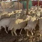 غنم صنف مقنوي متابيع ودفيع