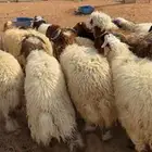 طليان ذبايح نعيم