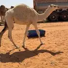 بكره وضحا للبيع