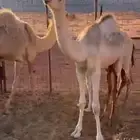 للبيع قعود وبكرتين تحت امهاتهن