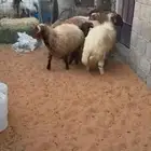 طليان طيبه شحم العمر 6شهور