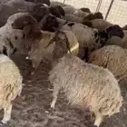 نعيم و معزاء