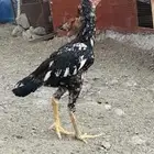 ديك فوليا عمر 7 شهور وشوي