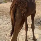 قعود
