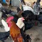 للبيع دجاج بلدي بياض وبشاير