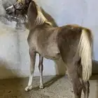 مهره مشروطه