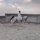 خيل عربي مصري عمره 8 سليم شرط مايشتكي من شي
