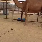 للبيع ضروبه حمرا