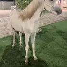 مهره