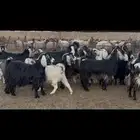 معزا عوارض دفيع