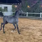 مهره بنت مليار الخالديه