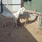 خرفان جذعان مشاريع فحول