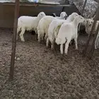 طليان حري