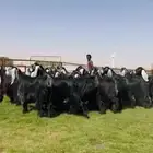 مراح عوارض صنف فاااخر دفيع شرط فحص سونار