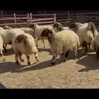 غنم نعيم دفيع