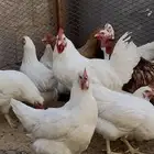 للبيع دجاج لوهمان بياض