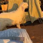 جذعات صنف نجد