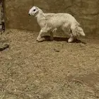 خروف كفو وادي الدواسر