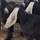 جفرات عوارض صنف