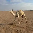 قعود مفرود فحل