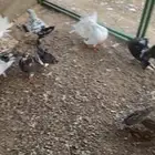 رقاصي اجواز 10