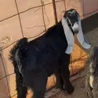 تيس ذبيحه على حليب امه