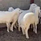 12 هرفي لبانيات