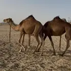 بكار سواحل خوات بعض