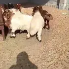 مطلوب بهم نعيم عددمفتوح من 3الي 4 شهور