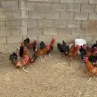 للبيع 21 ديك