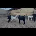 تيوس