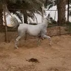 فرس شعبيه لقاح للبيع