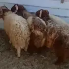 خرفان ذبايح