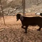 للبيع تيس بري