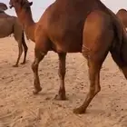 قعدان مشاريع فحول