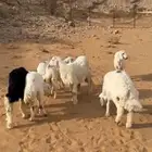 حريات ونجدي طياب