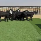 معزا عوارض خصم دفيع وضريع شرط