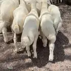 طليان تربيه طيبه