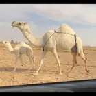 الخلفه الوضحا الكفو