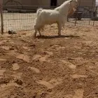 فحل مطور خصصصمم وجرم فاخر وبراص